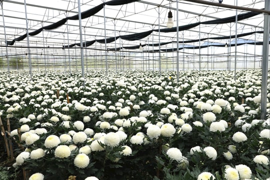 Đổi đời từ vùng đất nghèo nhờ sản xuất nông nghiệp công nghệ cao