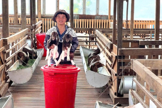 A Goat Circular Farming System has been built in Bao Loc