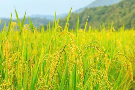 Giá lúa gạo 31/10: Gạo nguyên liệu giảm nhẹ, thị trường trầm lắng
