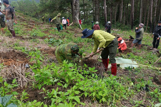 Quyết liệt giải tỏa các điểm lấn chiếm đất rừng, trồng lại rừng tăng độ che phủ tại xã Lạc Dương