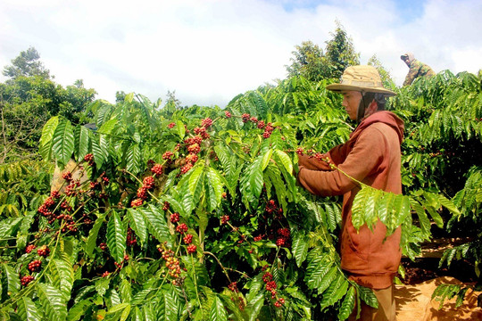 Giá cà phê hôm nay 1/11/2025: Robusta và arabica "dắt tay nhau" lao dốc