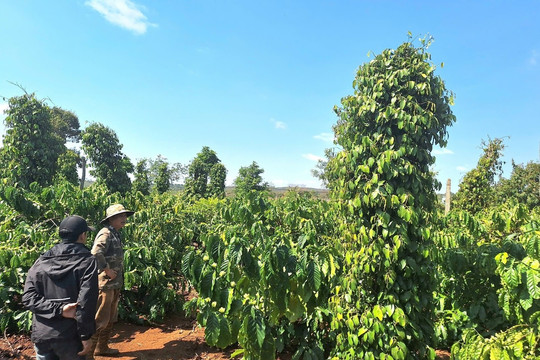 Giá tiêu hôm nay 1/11/2025: Phục hồi mạnh mẽ sau điều chỉnh, hồi phục 12-15,6% quý III