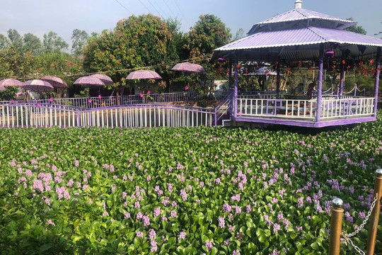 Đồi Tím Phú Yên: Khám phá ngọn đồi tím mộng mơ xứ Nẫu