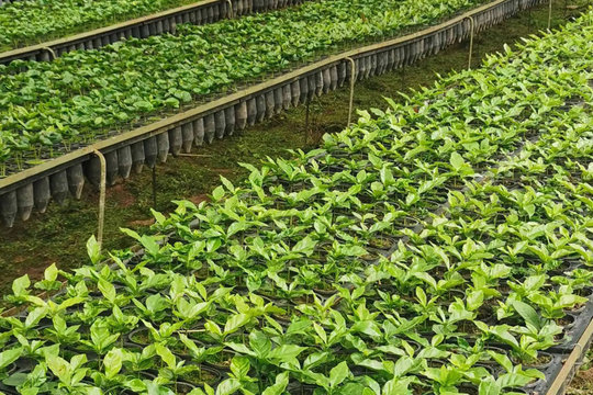 Giá cà phê hôm nay 2/11/2025: Giữ vững ở ngưỡng an toàn