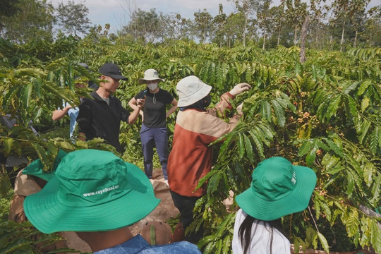 Giá cà phê hôm nay 3/11: Mưa Tây Nguyên cầm chân nguồn cung, thương nhân chờ vụ mùa mới