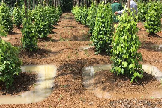 Giá tiêu hôm nay 4/11/2025: 'Vua' giữ giá 148.000 đồng/kg