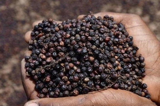 Giá tiêu hôm nay 3/11: Thị trường trong nước ổn định ở mức 148.000 đồng/kg