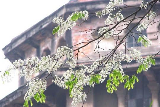 Hà Nội tháng 2: Trải nghiệm mùa xuân trong lòng phố cổ