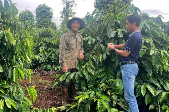 Mùa vụ mới trên những vùng cà phê giảm phát thải