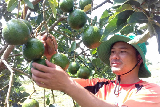 Nông dân Lâm Đồng còn cơ hội làm giàu từ bơ?