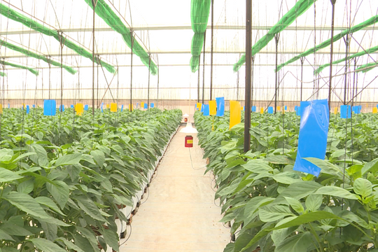 Cuộc cách mạng 3 khỏe