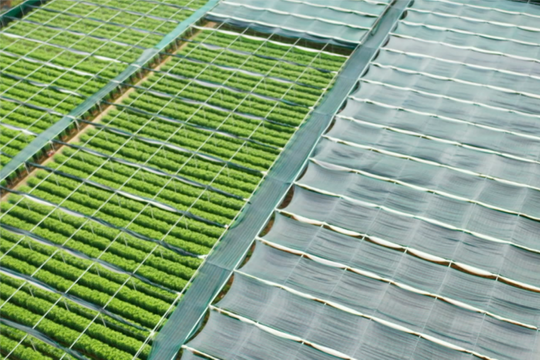 Xanh hóa nhà kính ở Đà Lạt