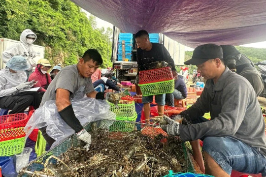 Ngư dân Đắk Lắk chủ động xuất bán tôm hùm tránh bão, lũ