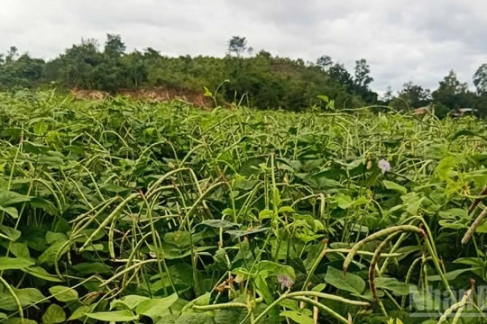 Phát triển nông nghiệp bền vững nhờ ứng dụng khoa học kỹ thuật tại Phú Túc