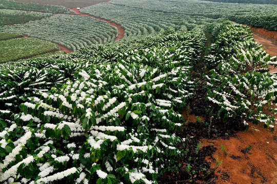 Giá cà phê hôm nay 7/11/2025: Tăng nhẹ trong nước, tiếp đà đi lên toàn cầu