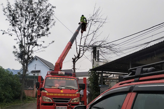 Chủ động cắt tỉa cây khô, đề phòng ngã đổ do mưa bão
