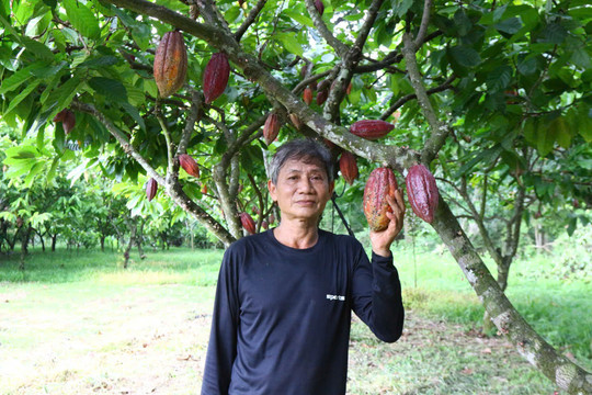 Ca cao trở lại