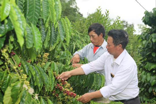 Giàng A Lỳ - điểm tựa lòng tin của người Mông
