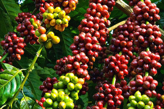 Giá cà phê 7/11: Robusta mất 156 USD, trong nước giảm 1.000 đồng
