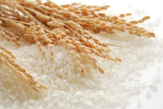 Giá lúa gạo hôm nay 7/11: Lúa tươi giảm, thị trường gạo ổn định