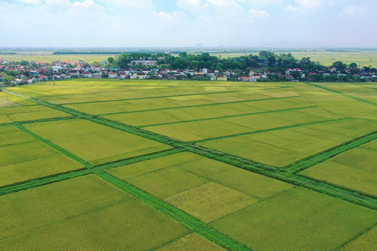 Nghị định 292/2025/NĐ-CP quy định đối tượng, thời hạn miễn thuế sử dụng đất nông nghiệp