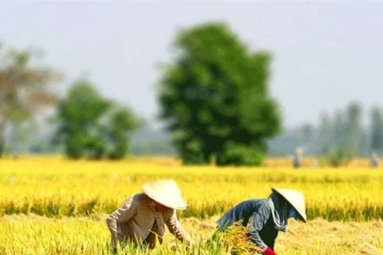 Một số Nghị định miễn, giảm thuế sử dụng đất nông nghiệp sẽ bị thay thế từ 01/01/2026