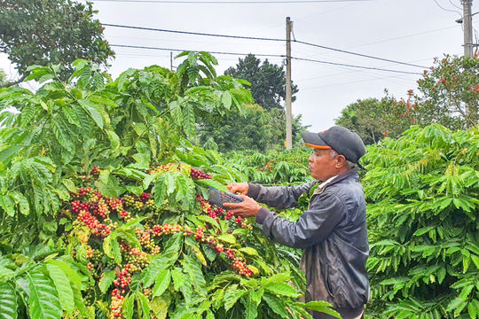 Ông Y Drim Ktul hết lòng vì buôn Buôr
