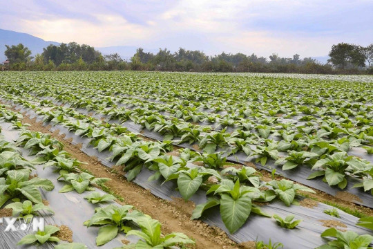 Kéo dài thời hạn miễn thuế sử dụng đất nông nghiệp đến hết năm 2030
