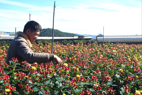 120 quy trình kỹ thuật trồng, chăm sóc cây trồng