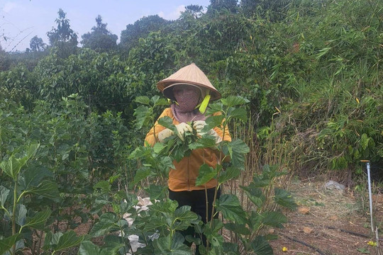 Mô hình trồng dâu, nuôi tằm giúp phụ nữ vươn lên