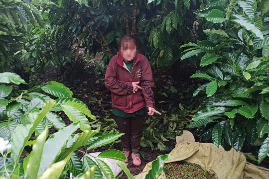 Bắt nhanh đối tượng trộm cà phê tại Phường 3 Bảo Lộc