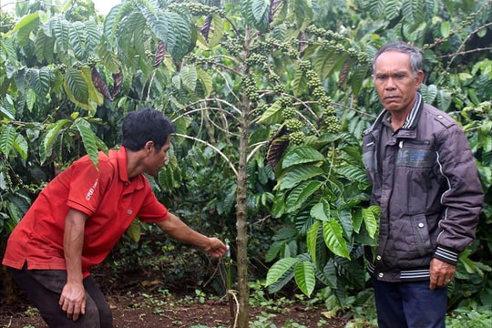 Đổi thay ở Nam Ban Lâm Hà