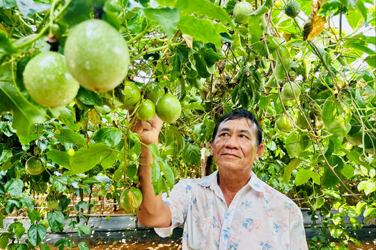 Hiệu quả trồng chanh dây Hoàng Kim trên vùng đất cát