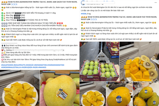Xoài Úc Kensington Pride giá đến 800.000 đồng/kg tại Việt Nam