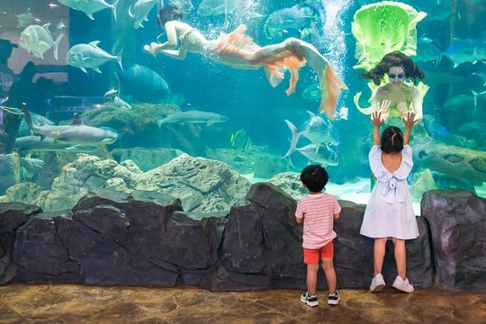 Times City: Khám phá thế giới đại dương ngay tại Hà Nội