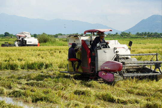 Nhiều diện tích lúa bị ngập sâu, nông dân khẩn trương thu hoạch sớm
