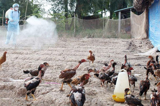 Ngăn ngừa bệnh cúm gia cầm dịp cuối năm