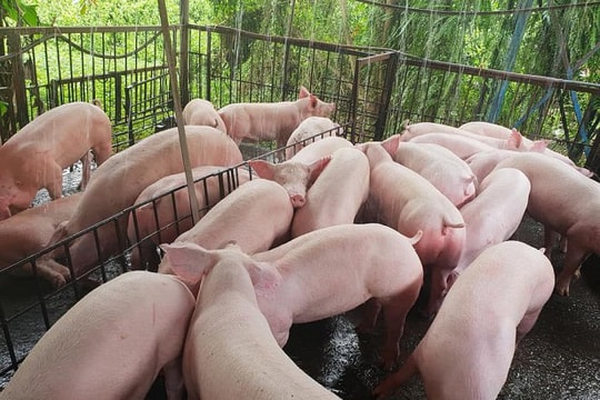 Giá heo hơi hôm nay 14/11: Thị trường ổn định, cao nhất 50.000 đồng/kg