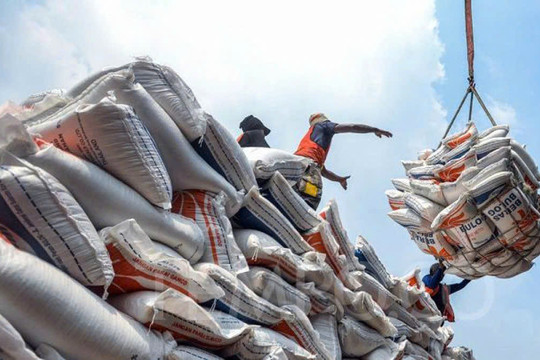Giá gạo Thái Lan 5% tấm rơi xuống mức thấp nhất 18 năm