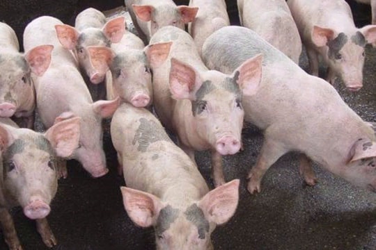 Giá heo hơi hôm nay 15/11: Toàn quốc đi ngang, cao nhất 50.000 đồng/kg