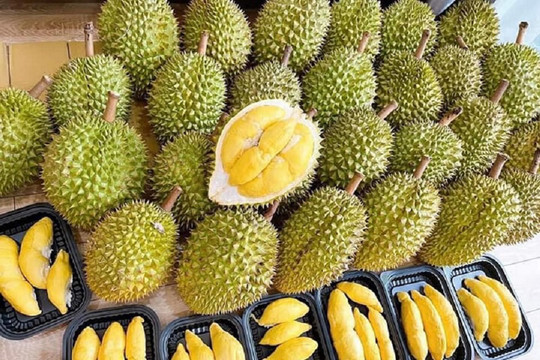 Giá sầu riêng hôm nay 15/11: Đi ngang, loại A giữ mốc 105.000 đồng/kg