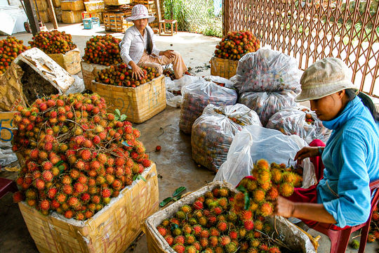“Trái ngọt” ở Nam Thành