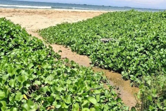 Lâm Đồng: Xử phạt một resort ở Mũi Né do vi phạm môi trường