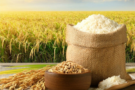 Giá lúa gạo hôm nay 17/11: Giao dịch trầm lắng, giá đi ngang