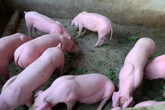 Giá heo hơi hôm nay 17/11: Cả nước đi ngang, cao nhất 50.000 đồng/kg