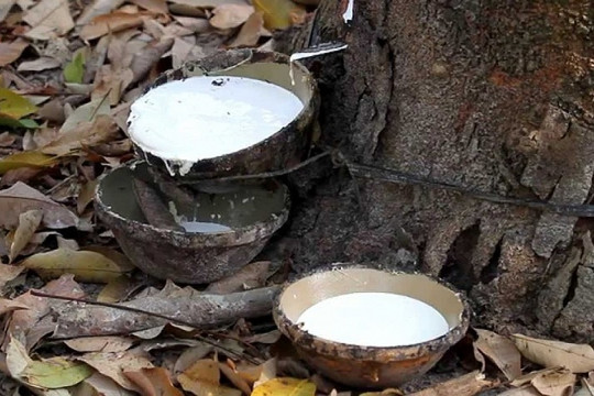Giá cao su hôm nay 17/11: Tăng tại Thái Lan, giảm ở Trung Quốc