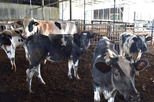 Gần 133,8 tỷ đồng phát triển chăn nuôi bò sữa tại các xã trọng điểm