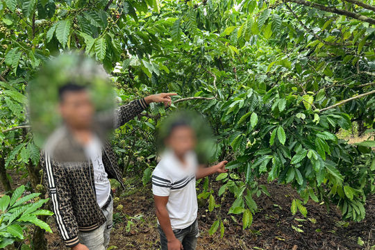 Công an xã Bảo Lâm 3 bắt các đối tượng hái trộm cà phê
