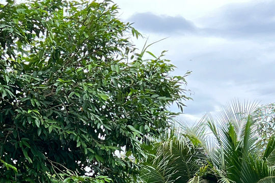 “Sao vuông” trên tuyến đầu chống lũ