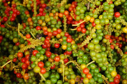 Giá tiêu 21/11: Ổn định quanh 146.500 đồng/kg, lo ngại mưa lũ